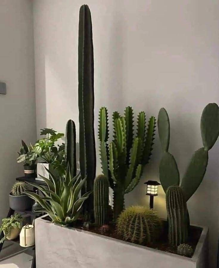 EL PATIO DEL CACTUS